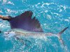 Lit-up Broome Sailfish